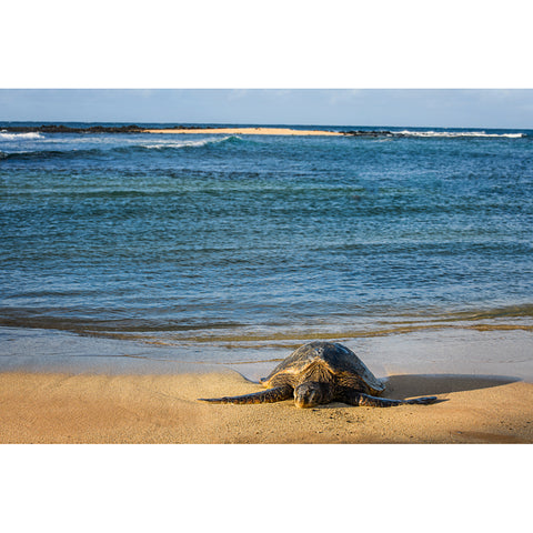 Hawaiian Turtle Beaching
