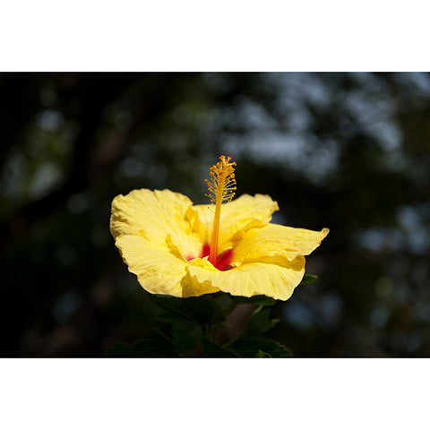 Hawaiian Hibiscus State Flower