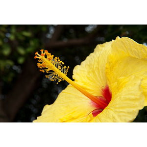 Yellow Hawaiian Hibiscus State Flower