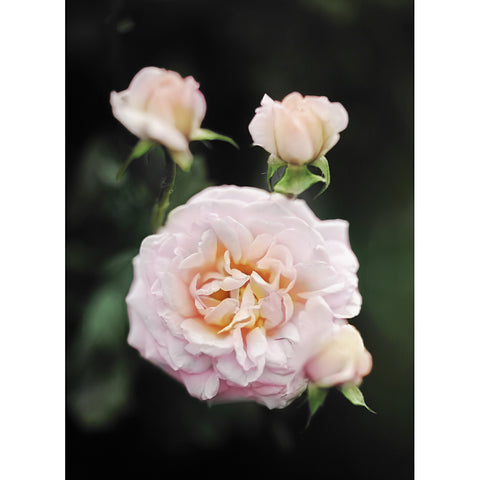 Rose Trio