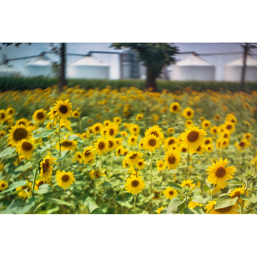 Downstate Sunflowers