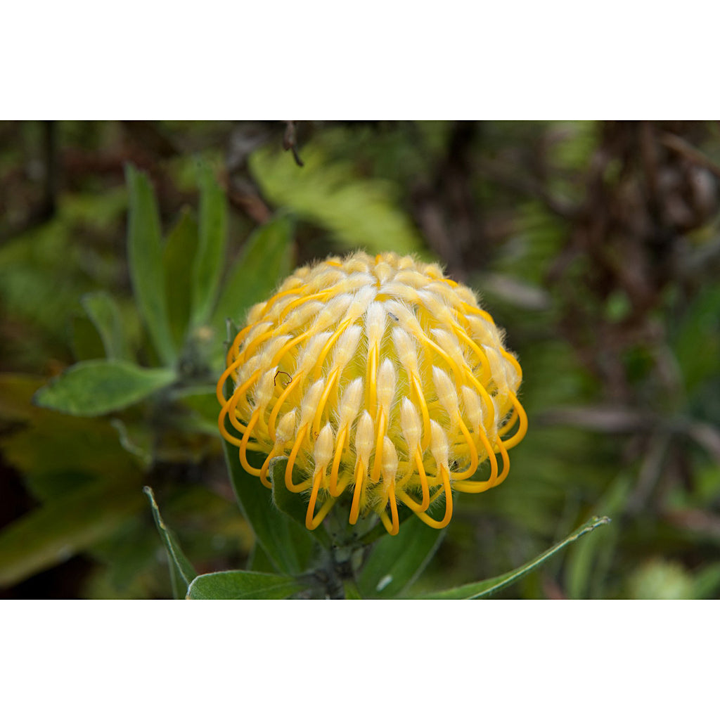 Leucospermum Cordifolium - Sugarbrush