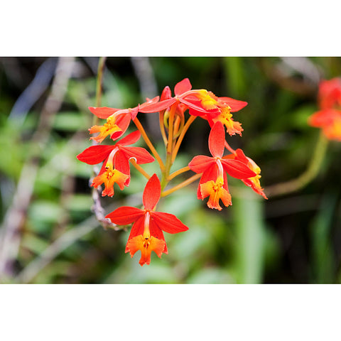 Fire Star Orchid - Epidendrum Radicans