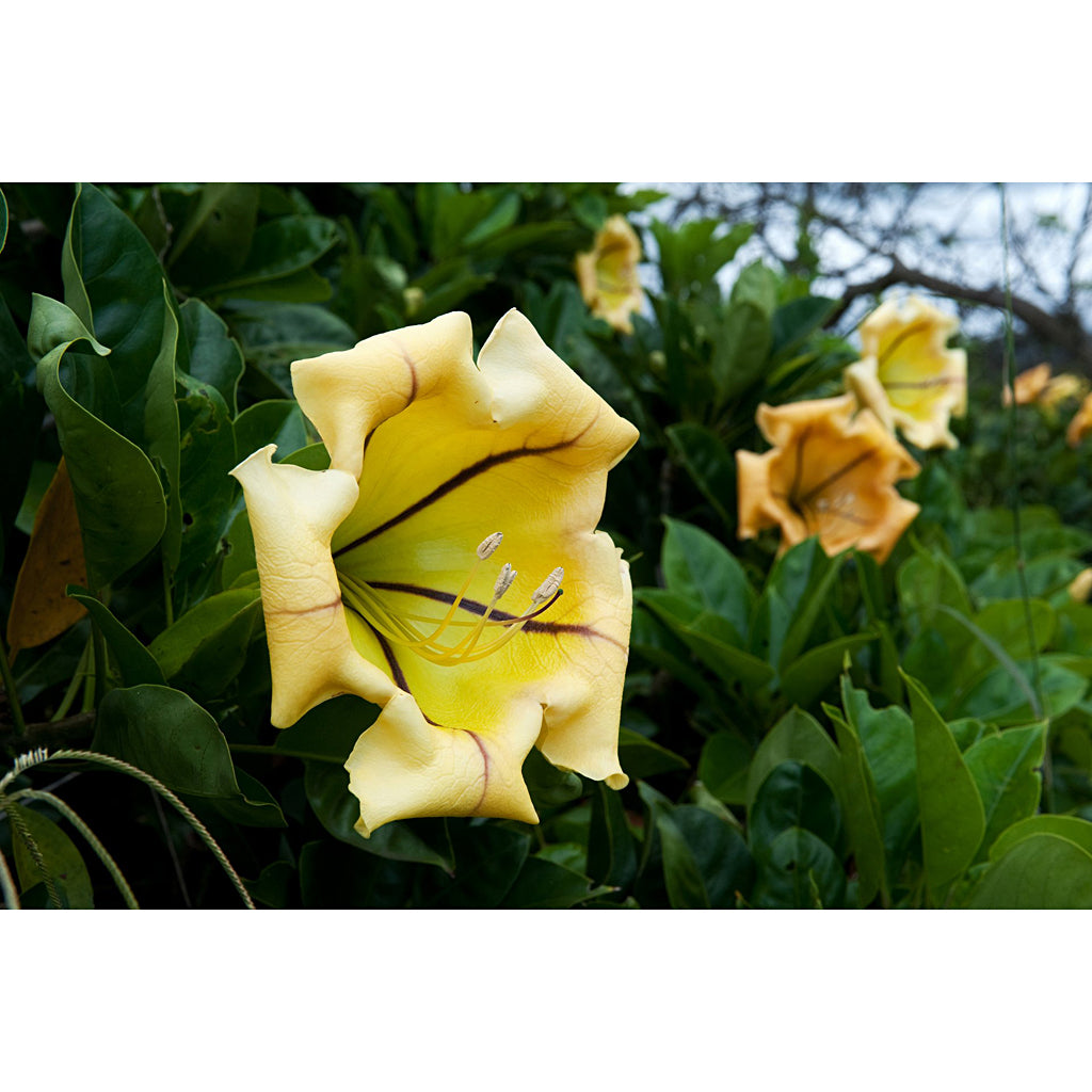 Hawaiian Lily - Solandra Maxima