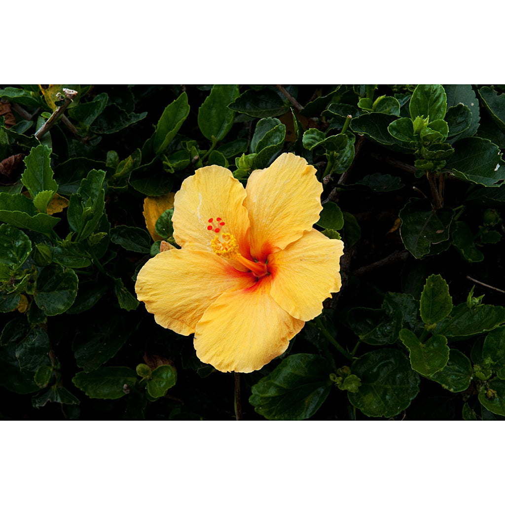 Hawaiian Yellow Hibiscus