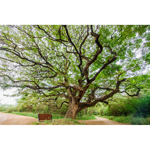 Monkeypod Tree