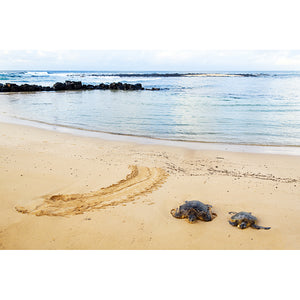 Hawaiian Turtle Pair