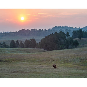 Bison Sunrise