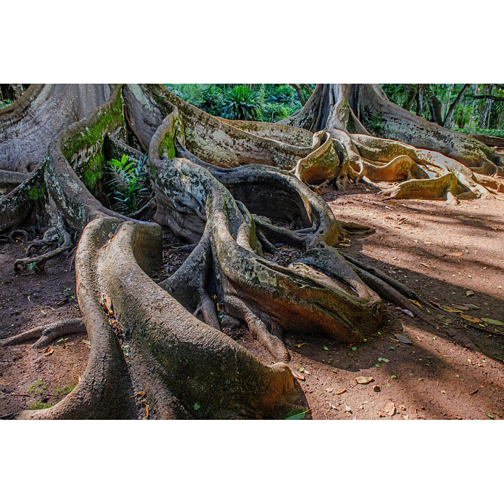 Forest Tree Root