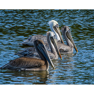 Pelican Family