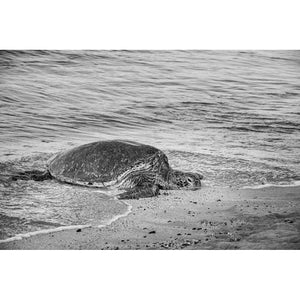 Hawaiian Turtle Coming Ashore