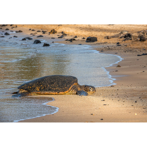 Hawaiian Turtle Sleeping