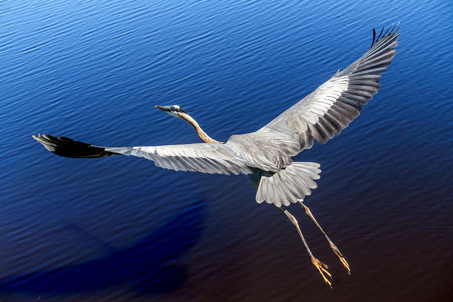 Great Blue Heron Taking Flight