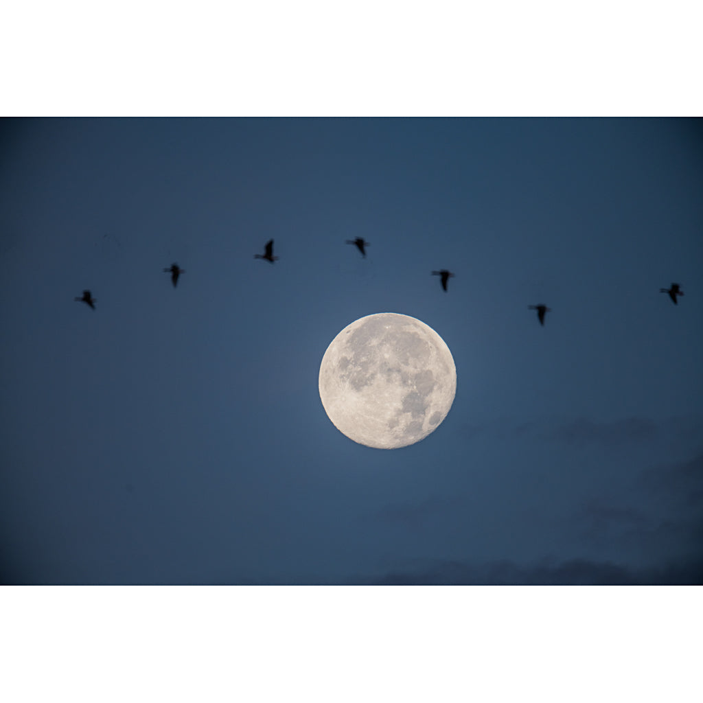 Moon and geese