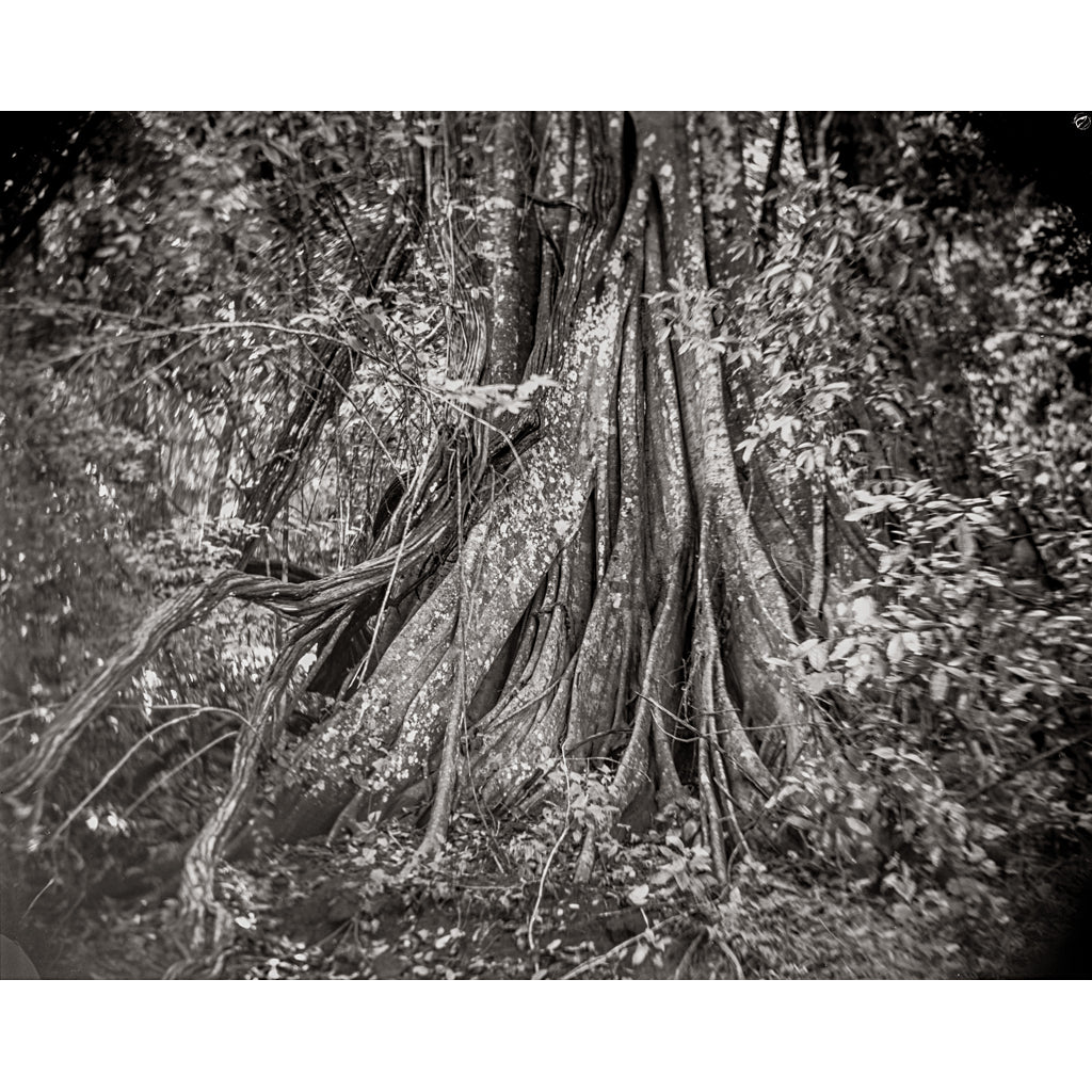 Periyar Tree Roots