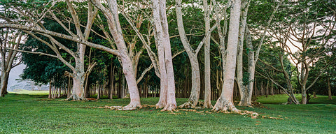 Kauai Trees